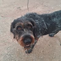 Chien nina à l adoption #0