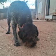 Chien nina à l adoption #2