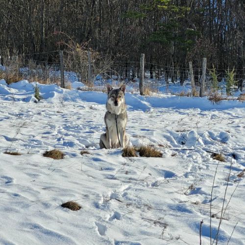 Chien jadu à l adoption
