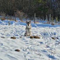 Chien jadu à l adoption #0