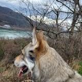 Chien jadu à l adoption #3