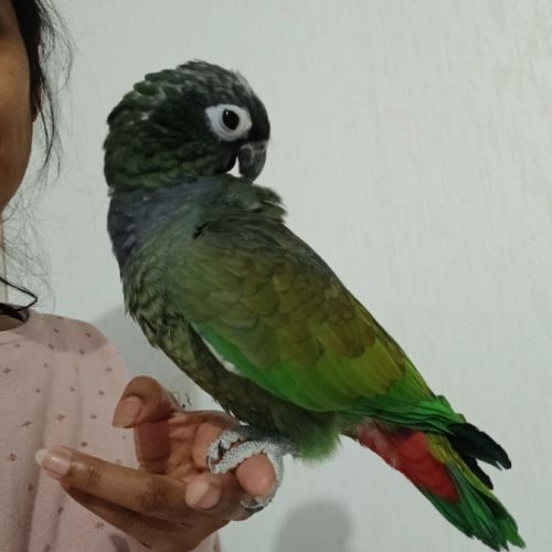 Pionus maximilien eam #2