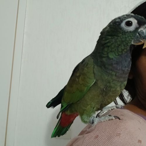 Pionus maximilien eam #3