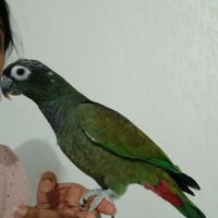 Pionus maximilien eam