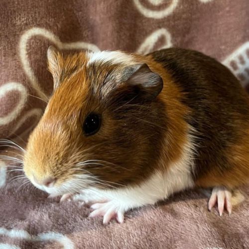 Bébé cochon d'inde #0