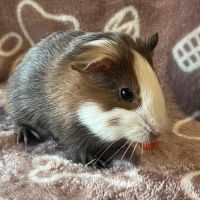 Bébé cochon d'inde