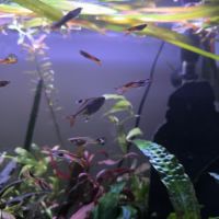 Guppy mâle ou alevins #2