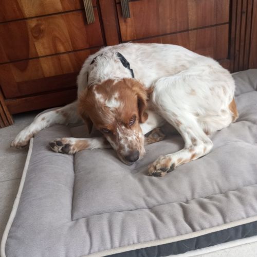 Don épagneul breton #1