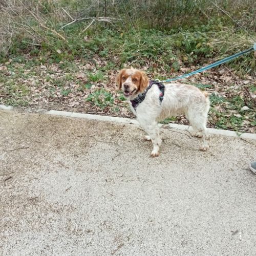 Don épagneul breton