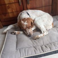 Don épagneul breton #1