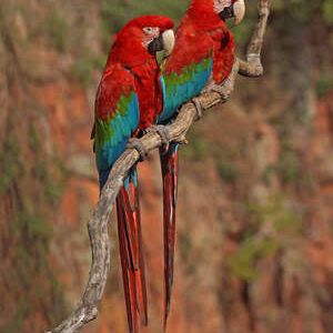 Recherche colhocoptére a adopter ( ara rouge) #1