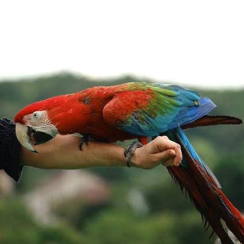 Recherche colhocoptére a adopter ( ara rouge) #3