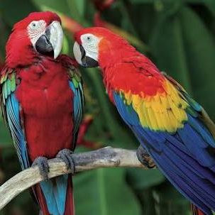 Recherche colhocoptére a adopter ( ara rouge) #4