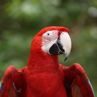 Recherche colhocoptére a adopter ( ara rouge)