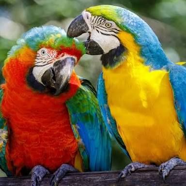 Recherche colhocoptére a adopter ( ara rouge) #7