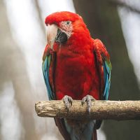 Recherche colhocoptére a adopter ( ara rouge) #2