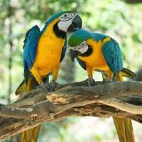 Recherche colhocoptére a adopter ( ara rouge) #8