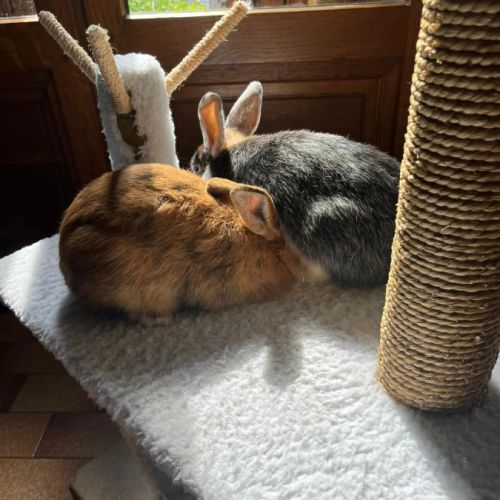 Léon à l'adoption #2