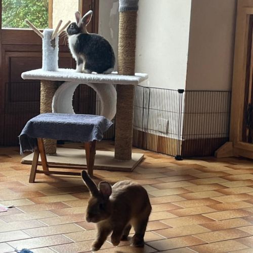 Léon à l'adoption #3