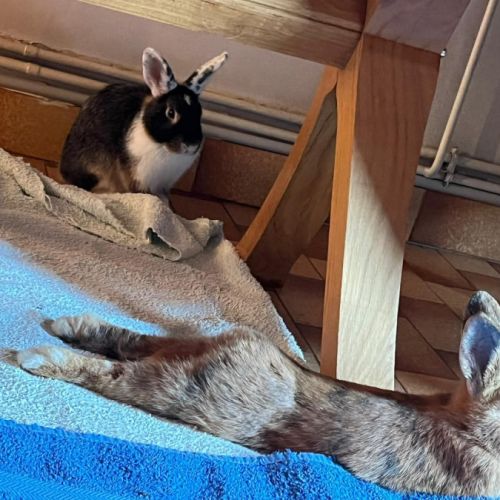 Léon à l'adoption #4