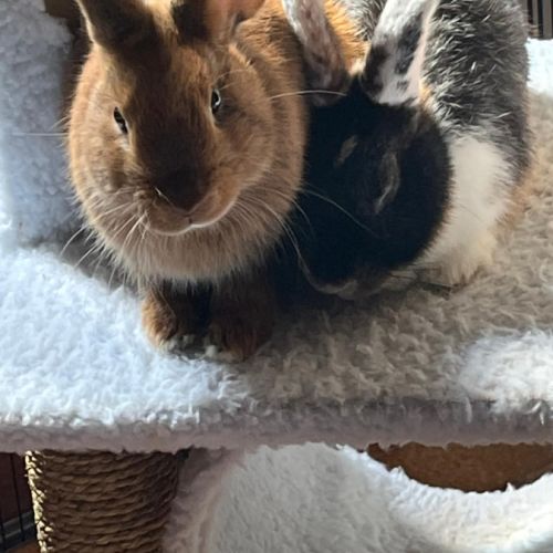 Léon à l'adoption #8