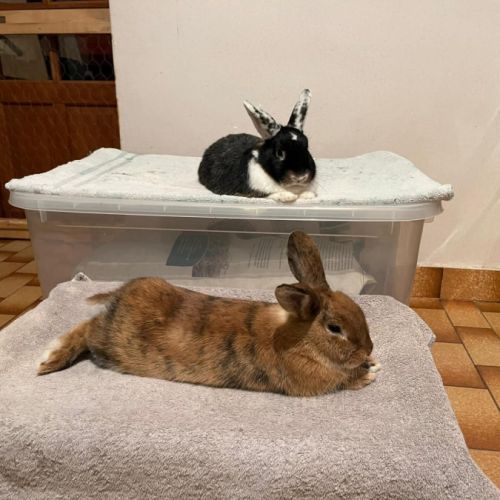 Léon à l'adoption #9