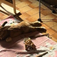 Léon à l'adoption #1