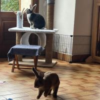 Léon à l'adoption #3