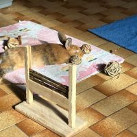 Léon à l'adoption #5