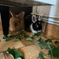 Léon à l'adoption #6