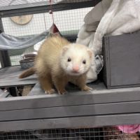 Furette disponible #2