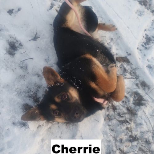 Cherrie se trouve dans un refuge en ukraine