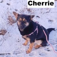 Cherrie se trouve dans un refuge en ukraine #1