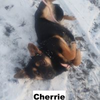 Cherrie se trouve dans un refuge en ukraine #0