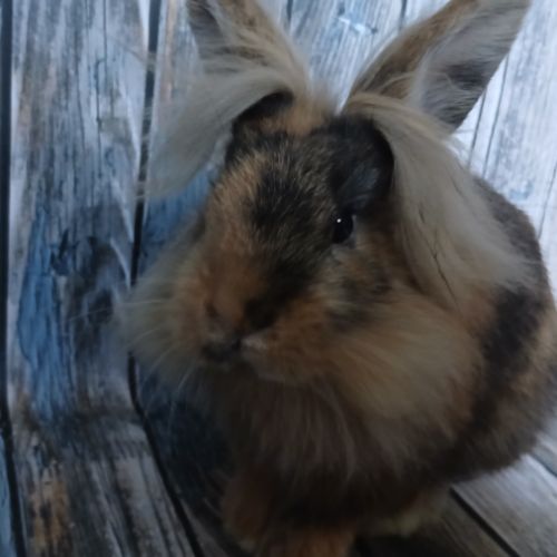 Petit mâle tête de lion de bientôt 3 mois #1