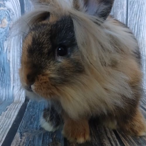 Petit mâle tête de lion de bientôt 3 mois #3