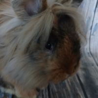 Petit mâle tête de lion de bientôt 3 mois