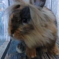 Petit mâle tête de lion de bientôt 3 mois #3