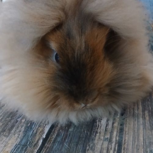 Femelle tête de lion de bientôt 3 mois #1