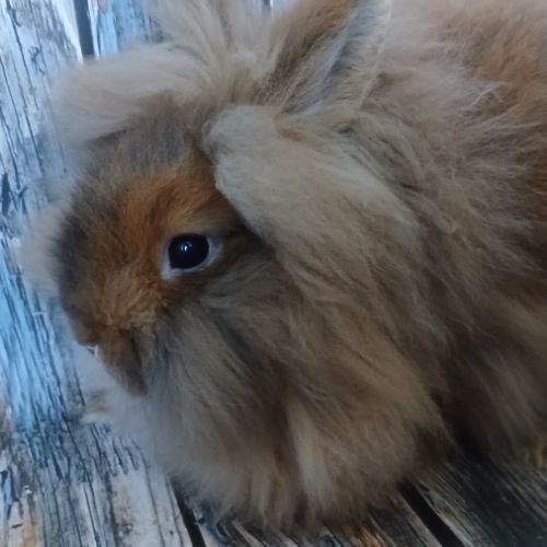 Femelle tête de lion de bientôt 3 mois #0