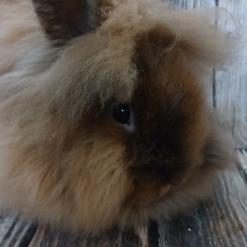 Femelle tête de lion de bientôt 3 mois #4