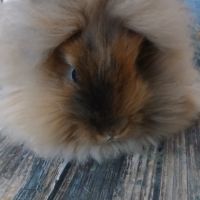 Femelle tête de lion de bientôt 3 mois #1