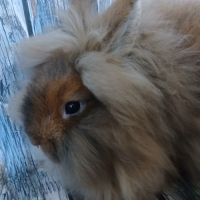 Femelle tête de lion de bientôt 3 mois #2