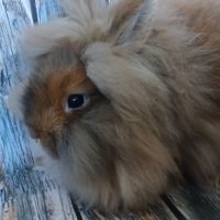 Femelle tête de lion de bientôt 3 mois