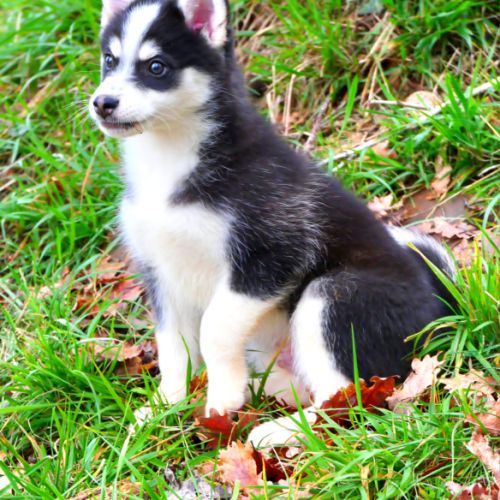 Chiots pomsky #2