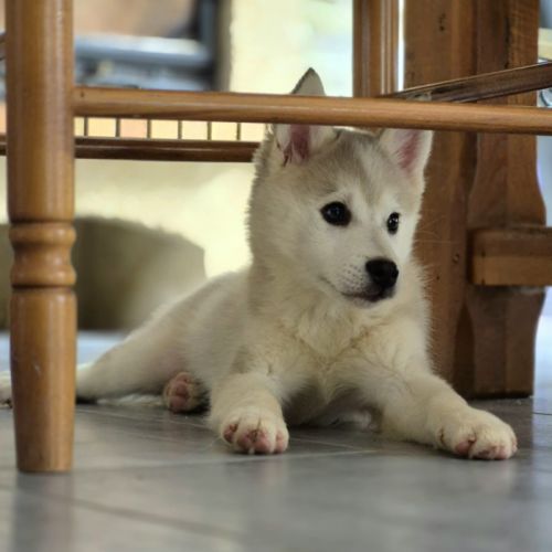 Chiots pomsky