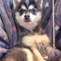 Chiots pomsky #3
