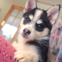 Chiots pomsky #4