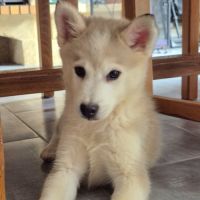 Chiots pomsky #5