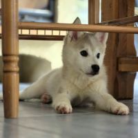 Chiots pomsky #0
